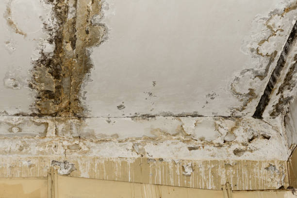 Mold Remediation for Rental Properties in Ida Grove, IA